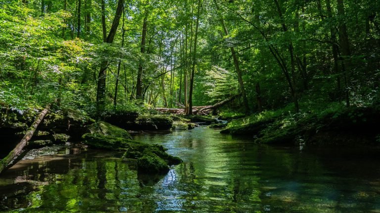 Forest